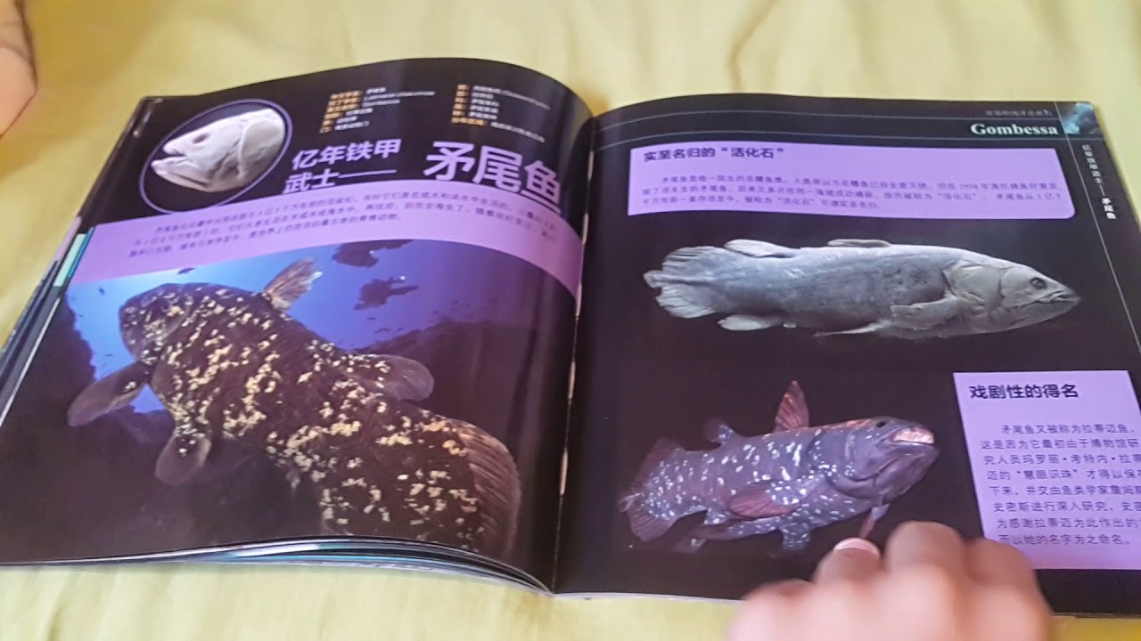 ocean animals - YouTube