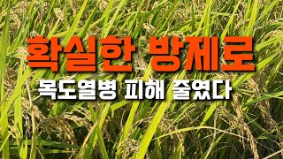 확실한 방제로 목도열병 피해 줄였다