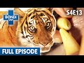 🐯 Tiger Tooth Ache | FULL EPISODE | S04E13 | Bondi Vet