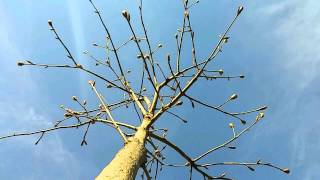2015041801_20minlapse