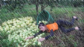 Full Video: Harvesting bamboo shoots, star fruit, guava in heavy rain go to the market sell