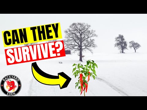 Video: Dapatkah bibit lobak bertahan dari cuaca beku?