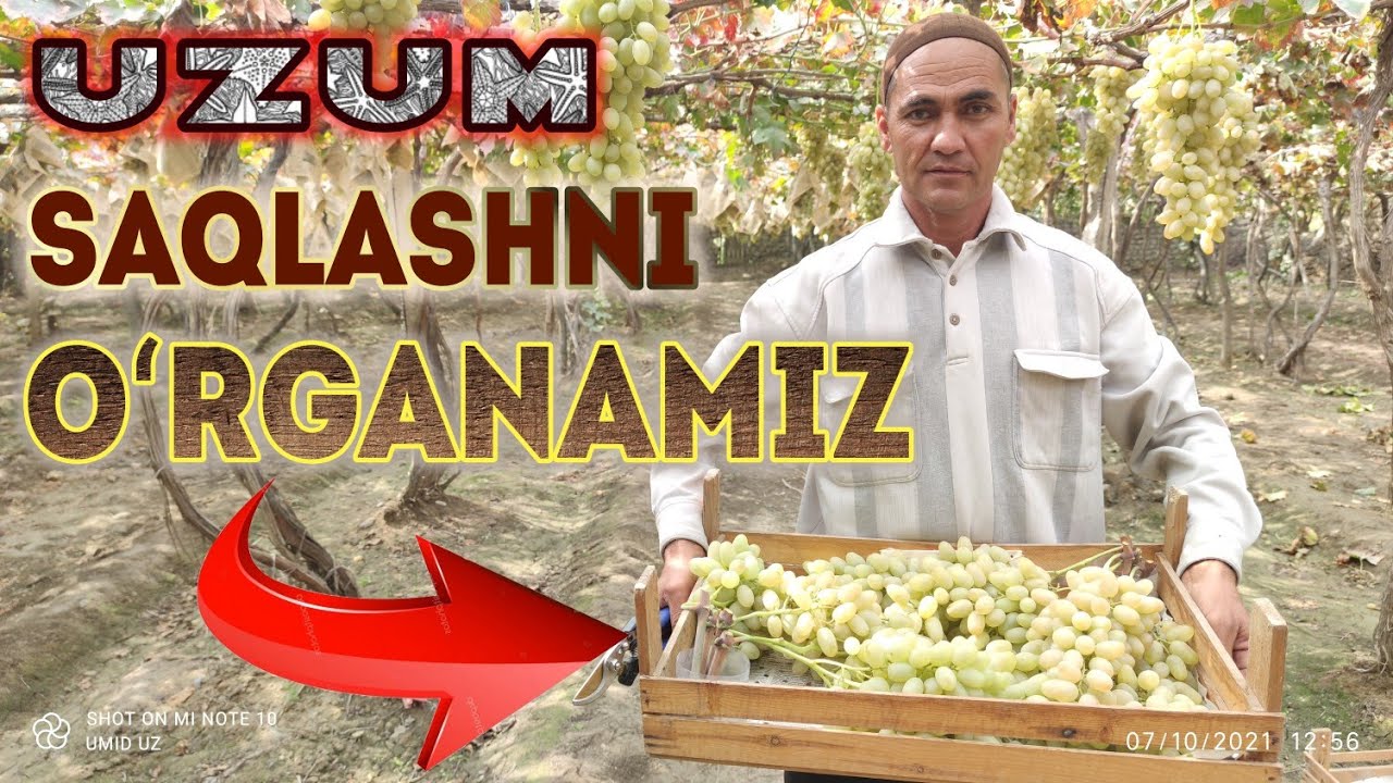 Baklashka usulida UZUM saqlash Daromadni 3/4 barobar oshiradi. Toʻliq video.  A dan  B gacha malumot