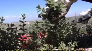 Parc Palestine - How Parc Was Established