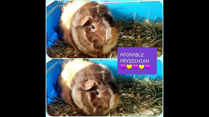 Watch the video about 💗😴ADORABLE ABYSSINIAN WANTS A NAP😴🥴