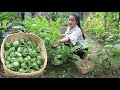 Have you ever made or cooked baby eggplant? / Collect baby eggplant for my recipe