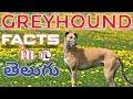Greyhound Dog Facts | Popular Breed Dog | Telugu の動画、YouTube動画。