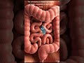 Late Night Bites: The Hidden Journey Inside Your Body