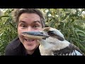 Manningham's Backyard Biodiversity: Laughing kookaburra