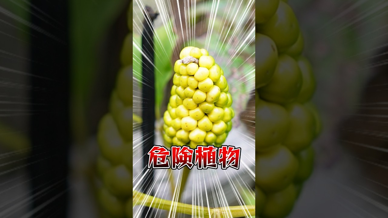 【実は危険な植物】マムシグサ【B'zリスペクト】