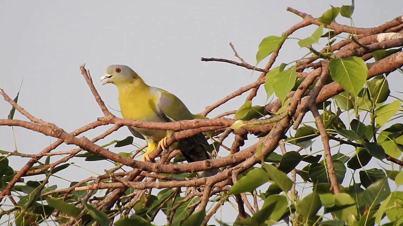 Yellow-footed green pigeon (Treron phoenicoptera). 