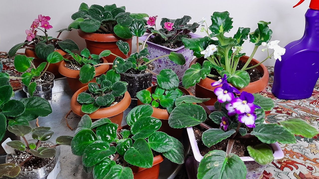 Menekşede mite nasıl anlaşılır