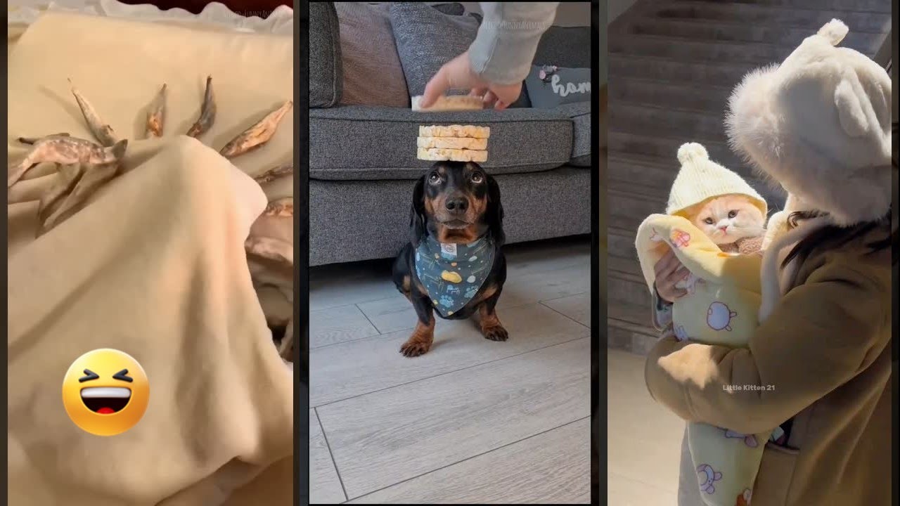 Funny Cats 2024 🐱 Cat videos Compilation 😻 