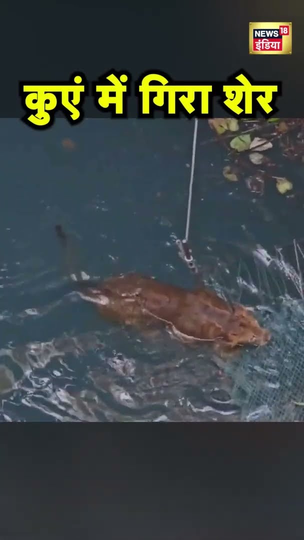 कुएं में गिरा शेर, फिर ऐसे किया गया रेस्क्यू | Lion Rescue | Hindi News | Viral Video