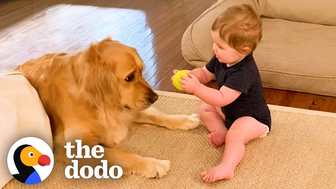 Golden Retriever Can't Wait To Play Fetch With Baby Brother - The Dodo