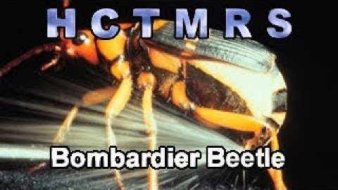 How Creationism Taught Me Real Science 67 Bombardier Beetle
