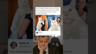 Kefir, The Giant Maine Cat, Is So Biq That Many People Mistake Him