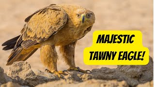 Tawny Eagle: The Ultimate Guide to the Aquila Rapax Bird by Animal Facts Hub 71 views 4 days ago 3 minutes, 13 seconds