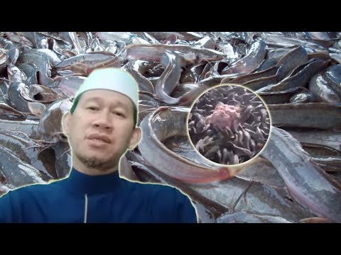 Video: Adakah ikan keli makan shad mati?