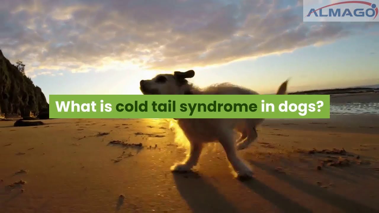 What Causes Cold Tail In Dogs