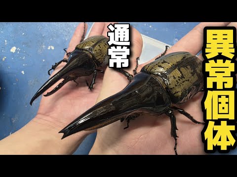 The Hercules Beetle A Human Made Creature With Abnormally Thick Horns Is Insane