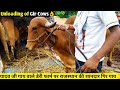 Unloading of Gir Cow of Rajasthan in Lucknowदेखिए यादव जी गाय वाले डेरी फार्म पर राजस्थान की गिर गाय