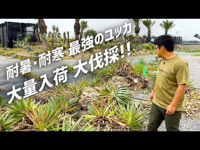 さぶろー様 ユッカ トレクレアーナ 大株 希少種 さぶろー様
