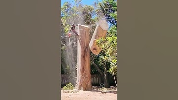 The Moment the Big Tree Falls #satisfying #tree #asmr #giant #oddlysatisfying