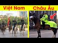 Tại sao ngựa kỵ binh Việt Nam vừa bé vừa lùn vừa xấu