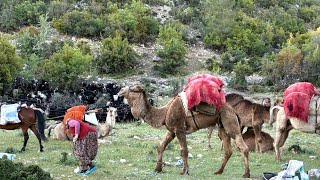 Nomadic difficult camels migration plateau Develerle meşakatli Toroslara Yörük göçü 🌿🐪🌷