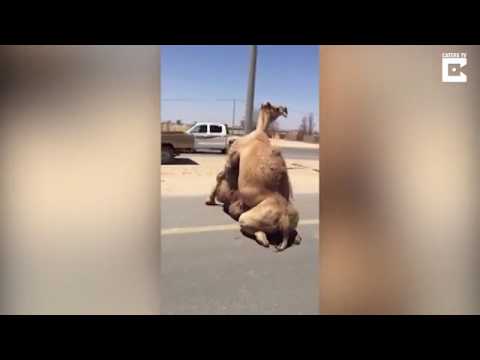 Two camels mating in the middle of a motorway in Dubai