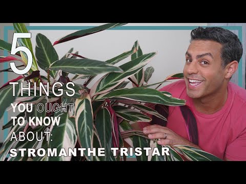 5 Things You Ought To Know About Your Stromanthe Tristar (stromanthe Sanguinea) Plant Care Tips!