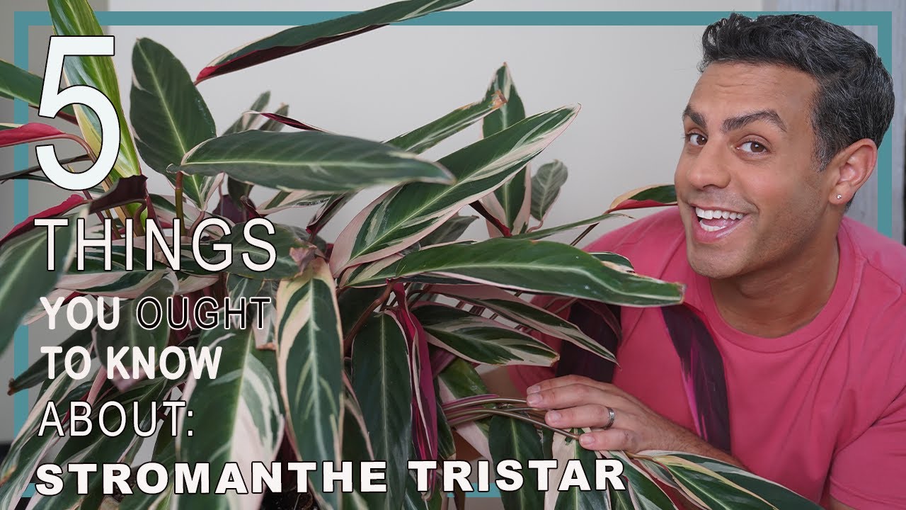 5 Things You Ought To Know About Your Stromanthe Tristar (stromanthe sanguinea) Plant Care Tips!