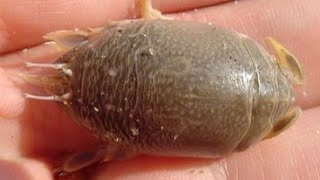 Facts: The Mole Crab by Deep Marine Scenes 2,413 views 1 month ago 2 minutes, 47 seconds