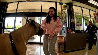 Cash 2.0 Great Dane getting dog food at Petco