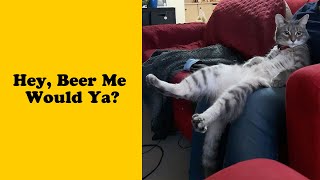 50 Cats Acting Weird That Will Make You Laugh - Funny cat