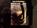 When you have a fat cat 🐱😂😂 #interesting #foryou #funny #cat #funnyvideo #fyp #cute #top5 #pets