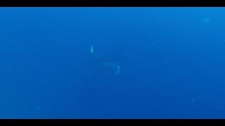 Manta in Elphinstone 28th May 2016