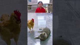 Cat and chicken fighting#cat 貓和雞打架#猫