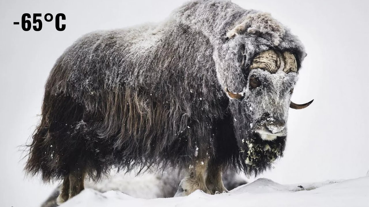 "Musk Ox vs. the Harshest Climates | Witness the Cold Life Battle!"