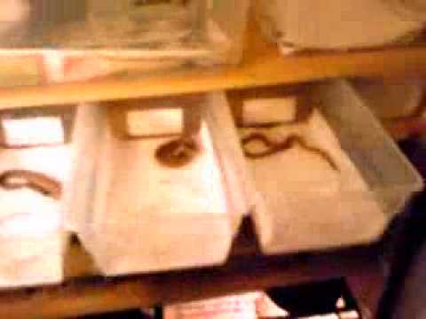 okeetee club three female 09 cornsnakes(JBHS)