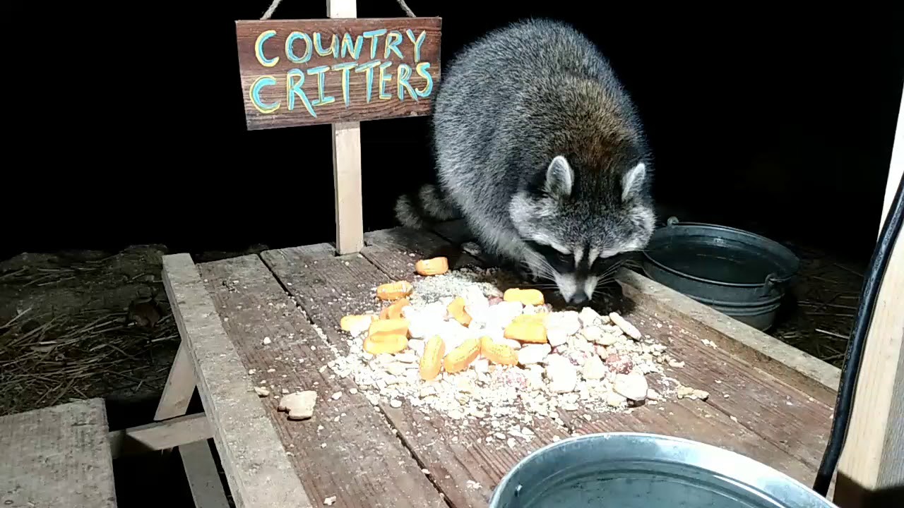 Feeding Wild Raccoons!!  Huge Babies!!!