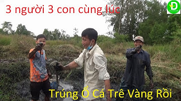 538  Tát Mương Bắt Cá - Mò Cá - Trúng Ổ Cá Trê Vàng Cá Lóc ( P2 )| Đất Phương Nam