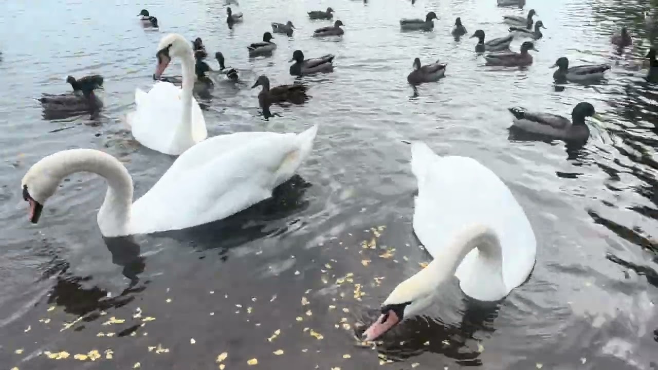 Juvenile Swans at Westlake Clayhole on 14/9/24