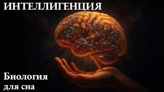видео: Раскрытие тайн человеческого интеллекта | биологии до сна картинка: Раскрытие тайн человеческого интеллекта | биологии до сна