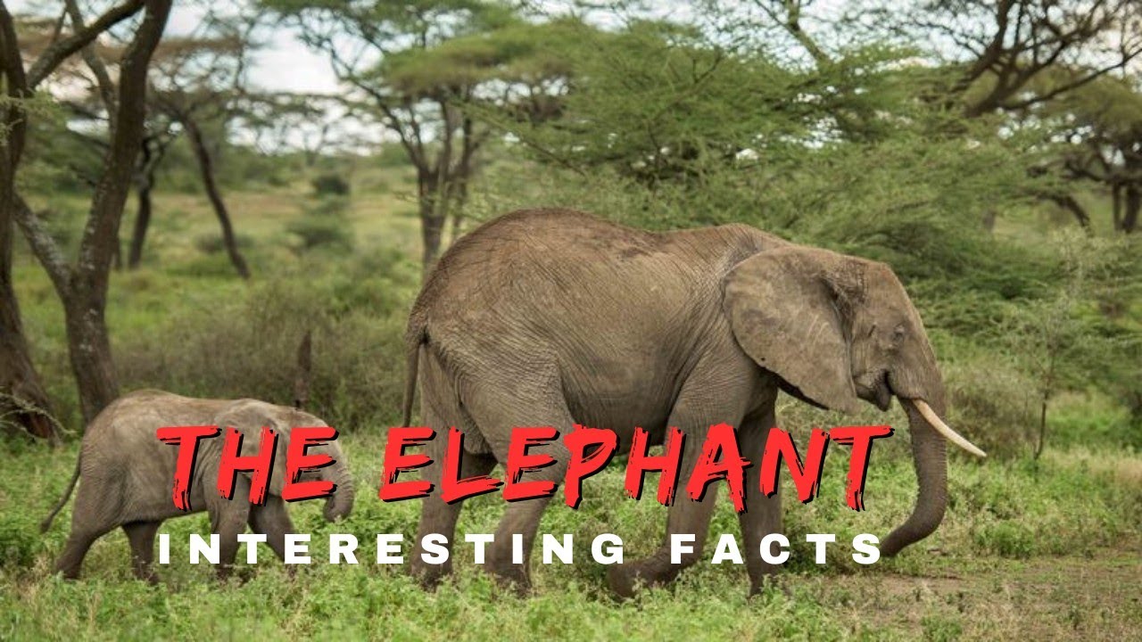 Elephant Interesting Facts (2025) | 15 Mind-Blowing Secrets of the World’s Largest Land Animal
