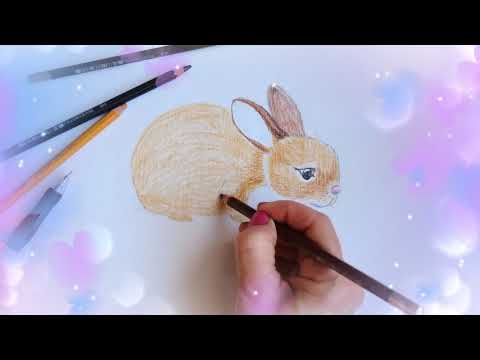 Video: Jak Nakreslit Zajíce