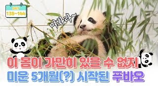 [판다로그] 엄마도 두손두발 다 들게 만든 미운 5개월(?) 푸바오 | 에버랜드 판다월드 아기판다 (Baby Panda 'FuBao')