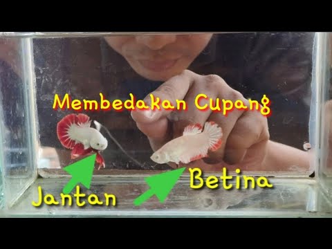 Video: Bagaimana Membedakan Salmon Merah Muda Betina Dari Jantan?