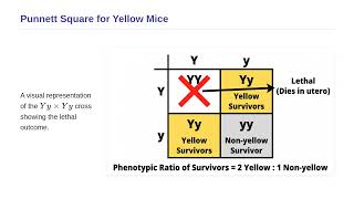 Fundamentals of Genetics - Lethal Alleles